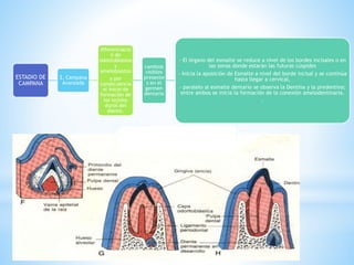 ESTADIO DE
CAMPANA
2. Campana
Avanzada
diferenciació
n de
odontoblastos
y
ameloblastos
y por
consecuencia
el inicio de
formación de
los tejidos
duros del
diente.
cambios
visibles
presente
s en el
germen
dentario
- El órgano del esmalte se reduce a nivel de los bordes incisales o en
las zonas donde estarán las futuras cúspides
- Inicia la aposición de Esmalte a nivel del borde incisal y se continúa
hasta llegar a cervical,
- paralelo al esmalte dentario se observa la Dentina y la predentina;
entre ambos se inicia la formación de la conexión amelodentinaria.
-
 