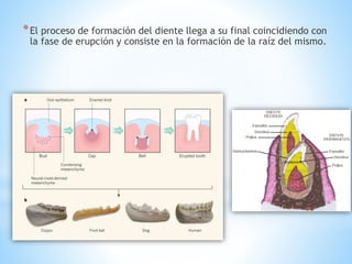 *El proceso de formación del diente llega a su final coincidiendo con
la fase de erupción y consiste en la formación de la raíz del mismo.
 