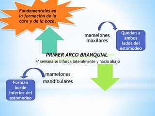 mamelones
maxilares
mamelones
mandibulares
PRIMER ARCO BRANQUIAL
4ª semana se bifurca lateralmente y hacia abajo
Fundamentales en
la formación de la
cara y de la boca.
Quedan a
ambos
lados del
estomodeo
Forman
borde
inferior del
estomodeo
 