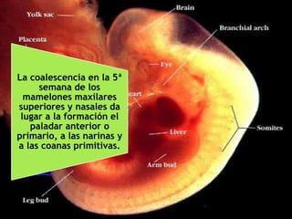La coalescencia en la 5ª
semana de los
mamelones maxilares
superiores y nasales da
lugar a la formación el
paladar anterior o
primario, a las narinas y
a las coanas primitivas.
 