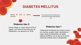 Diabetes tipo 2
DIABETES MELLITUS
Por la ausencia de insulina por la
transcripción disminuida del gen
LPL
Niveles de VLDL en plasma
elevados.
Diabetes tipo 1
Puede reflejar un mayor flujo de FFA al
hígado, que estimula la producción de
triglicéridos y su secreción en VLDL
Tratamiento insuficiente de manera crónica
con insulina, pueden haber movilizado la
mayor parte de triglicéridos del tejido
adiposo periférico, por lo que ya no tienen
suficiente sustrato para la cetogénesis
 
