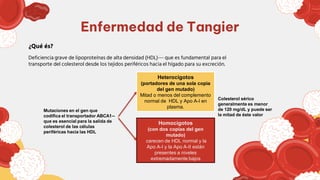 Enfermedad de Tangier
¿Qué és?
Deficiencia grave de lipoproteínas de alta densidad (HDL)--- que es fundamental para el
transporte del colesterol desde los tejidos periféricos hacia el hígado para su excreción.
Heterocigotos
(portadores de una sola copia
del gen mutado)
Mitad o menos del complemento
normal de HDL y Apo A-I en
plasma.
Homocigotos
(con dos copias del gen
mutado)
carecen de HDL normal y la
Apo A-I y la Apo A-II están
presentes a niveles
extremadamente bajos
Colesterol sérico
generalmente es menor
de 120 mg/dL y puede ser
la mitad de éste valor
Mutaciones en el gen que
codifica el transportador ABCA1--
que es esencial para la salida de
colesterol de las células
periféricas hacia las HDL
 