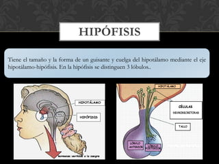 HIPÓFISIS
Tiene el tamaño y la forma de un guisante y cuelga del hipotálamo mediante el eje
hipotálamo-hipófisis. En la hipófisis se distinguen 3 lóbulos..
 