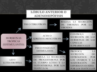 LÓBULO ANTERIOR O
ADENOHIPÓFISIS
HORMONAS
TRÓPICAS
(ESTIMULANTES)
TSH O TIREOTROPA
REGULA LA SECRECIÓN
DE TIROXINA POR LA
TIROIDES
ACTH O
ADRENOCORTICOTROPA
CONTROLA LA
SECRECIÓN DE LAS
HORMONAS DE LAS
CÁPSULAS
SUPRARRENALES
FSH O FOLÍCULO
ESTIMULANTE PROVOCA LA
SECRECIÓN DE
ESTRÓGENOS POR
LOS OVARIOS Y LA
MADURACIÓN DE
ESPERMATOZOIDES
POR LOS TESTÍCULOS
LH O
LUTEOTROPINA
ESTIMULA LA SECRECIÓN
DE PROGESTERONA POR
EL CUERPO LÚTEO Y LA
TESTOSTERONA POR LOS
TESTÍCULOS.
 