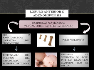 LÓBULO ANTERIOR O
ADENOHIPÓFISIS
HORMONAS NO TRÓPICAS
(ACTÚAN SOBRE LAS CÉLULAS BLANCO)
STH O
SOMATOTROPINA
(HORMONA DEL
CRECIMIENTO
RESPONSABLE DEL
CONTROL DEL
CRECIMIENTO DE
HUESOS Y CARTÍLAGOS
ESTIMULA LA
SECRECIÓN DE LECHE
POR LAS GLÁNDULAS
MAMARIAS TRAS EL
PARTO.
PRL O PROLACTINA
 