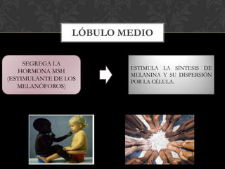 LÓBULO MEDIO
SEGREGA LA
HORMONA MSH
(ESTIMULANTE DE LOS
MELANÓFOROS)
ESTIMULA LA SÍNTESIS DE
MELANINA Y SU DISPERSIÓN
POR LA CÉLULA.
 