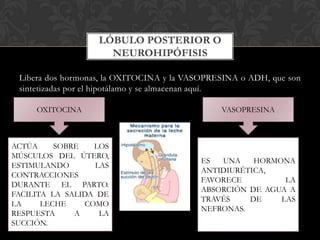 Libera dos hormonas, la OXITOCINA y la VASOPRESINA o ADH, que son
sintetizadas por el hipotálamo y se almacenan aquí.
LÓBULO POSTERIOR O
NEUROHIPÓFISIS
OXITOCINA VASOPRESINA
ACTÚA SOBRE LOS
MÚSCULOS DEL ÚTERO,
ESTIMULANDO LAS
CONTRACCIONES
DURANTE EL PARTO.
FACILITA LA SALIDA DE
LA LECHE COMO
RESPUESTA A LA
SUCCIÓN.
ES UNA HORMONA
ANTIDIURÉTICA,
FAVORECE LA
ABSORCIÓN DE AGUA A
TRAVÉS DE LAS
NEFRONAS.
 