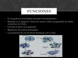 • Es un poderoso antioxidante (retarda el envejecimiento).
• Participa en la apoptosis (forma de muerte celular programada) de células
cancerosas en el timo.
• Controla el inicio de la pubertad.
• Regulación del sistema inmunitario.
• La producción de esta hormona disminuye con la edad.
FUNCIONES
 