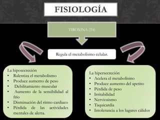 FISIOLOGÍA
TIROXINA (T4)
La hiposecreción
• Ralentiza el metabolismo
• Produce aumento de peso
• Debilitamiento muscular
• Aumento de la sensibilidad al
frío
• Disminución del ritmo cardiaco
• Pérdida de las actividades
mentales de alerta.
Regula el metabolismo celular.
La hipersecreción
• Acelera el metabolismo
• Produce aumento del apetito
• Pérdida de peso
• Irritabilidad
• Nerviosismo
• Taquicardia
• Intolerancia a los lugares cálidos
 