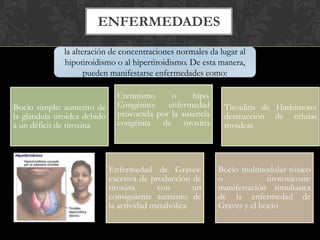 ENFERMEDADES
Bocio simple: aumento de
la glándula tiroides debido
a un déficit de tiroxina
Cretinismo o hipo.
Congénito: enfermedad
provocada por la ausencia
congénita de tiroxina
Tiroiditis de Hashimoto:
destrucción de células
tiroideas
Enfermedad de Graves:
excesiva de producción de
tiroxina con un
consiguiente aumento de
la actividad metabólica
Bocio multinodular tóxico
o tirotoxicosis:
manifestación simultanea
de la enfermedad de
Graves y el bocio
la alteración de concentraciones normales da lugar al
hipotiroidismo o al hipertiroidismo. De esta manera,
pueden manifestarse enfermedades como:
 