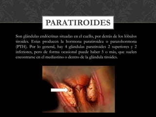 PARATIROIDES
Son glándulas endócrinas situadas en el cuello, por detrás de los lóbulos
tiroides. Estas producen la hormona paratiroidea o paratohormona
(PTH). Por lo general, hay 4 glándulas paratiroides 2 superiores y 2
inferiores, pero de forma ocasional puede haber 5 o más, que suelen
encontrarse en el mediastino o dentro de la glándula tiroides.
 