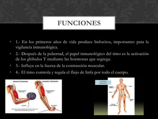 • 1.- En los primeros años de vida produce linfocitos, importantes para la
vigilancia inmunológica.
• 2.- Después de la pubertad, el papel inmunológico del timo es la activación
de los glóbulos T mediante las hormonas que segrega.
• 3.- Influye en la fuerza de la contracción muscular.
• 4.- El timo controla y regula el flujo de linfa por todo el cuerpo.
FUNCIONES
 