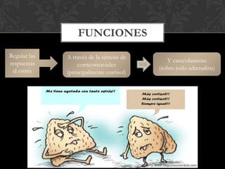 FUNCIONES
Regular las
respuestas
al estrés
A través de la síntesis de
corticosteroides
(principalmente cortisol)
Y catecolaminas
(sobre todo adrenalina)
 