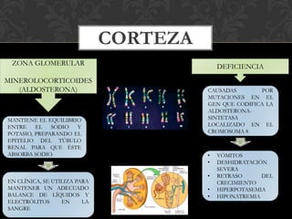 CORTEZA
ZONA GLOMERULAR
MINEROLOCORTICOIDES
(ALDOSTERONA)
MANTIENE EL EQUILIBRIO
ENTRE EL SODIO Y
POTASIO, PREPARANDO EL
EPITELIO DEL TÚBULO
RENAL PARA QUE ÉSTE
ABSORBA SODIO.
EN CLÍNICA, SE UTILIZA PARA
MANTENER UN ADECUADO
BALANCE DE LÍQUIDOS Y
ELECTRÓLITOS EN LA
SANGRE
DEFICIENCIA
• VÓMITOS
• DESHIDRATACIÓN
SEVERA
• RETRASO DEL
CRECIMIENTO
• HIPERPOTASEMIA
• HIPONATREMIA
CAUSADAS POR
MUTACIONES EN EL
GEN QUE CODIFICA LA
ALDOSTERONA-
SINTETASA
LOCALIZADO EN EL
CROMOSOMA 8
 
