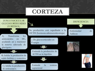 CORTEZA
ZONA FASCICULAR
GLUCOCORTICOIDES
(CORTISOL)
A) Transforma los
aminoácidos en HC,
ayudando así a mantener
la reserva adecuada de
glucógeno.
B) Inhibe la producción de
tejido linfático y conectivo.
C) Inhibe la producción
de anticuerpos.
DEFICIENCIA
Su producción está supeditada a la
HCTH (hormona adrenocorticotropa)
De glucocorticoides en
sangre
Estimula la producción de
ACTH en la hipófisis
Estimula la corteza
suprarrenal
Enfermedad de
Addison
 