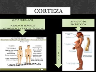 CORTEZA
ZONA RETICULAR
HORMONAS SEXUALES
(ANDRÓGENOS Y PROGESTÁGENOS)
AUMENTO DE
PRODUCCIÓN
C
U
S
H
I
N
G
 