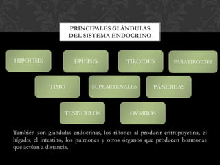 También son glándulas endocrinas, los riñones al producir eritropoyetina, el
hígado, el intestino, los pulmones y otros órganos que producen hormonas
que actúan a distancia.
PRINCIPALES GLÁNDULAS
DEL SISTEMA ENDOCRINO
EPÍFISIS
OVARIOS
SUPRARRENALES
TESTÍCULOS
TIROIDES
TIMO PÁNCREAS
HIPÓFISIS PARATIROIDES
 
