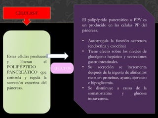 El polipéptido pancreático o PPY es
un producido en las células PP del
páncreas.
• Autorregula la función secretora
(endocrina y exocrina)
• Tiene efecto sobre los niveles de
glucógeno hepático y secreciones
gastrointestinales.
• Su secreción se incrementa
después de la ingesta de alimentos
ricos en proteínas, ayuno, ejercicio
e hipoglicemia.
• Se disminuye a causa de la
somatostatina y glucosa
intravenosa.
CÉLULAS F
Estas células producen
y liberan el
POLIPÉPTIDO
PANCREÁTICO que
controla y regula la
secreción exocrina del
páncreas.
EFECTOS
 