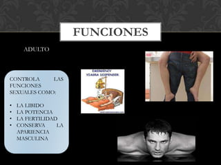 ADULTO
FUNCIONES
CONTROLA LAS
FUNCIONES
SEXUALES COMO:
• LA LIBIDO
• LA POTENCIA
• LA FERTILIDAD
• CONSERVA LA
APARIENCIA
MASCULINA
 