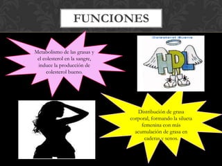 FUNCIONES
Metabolismo de las grasas y
el colesterol en la sangre,
induce la producción de
colesterol bueno.
Distribución de grasa
corporal, formando la silueta
femenina con más
acumulación de grasa en
caderas y senos.
 