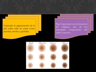 Papel importante en la formación
del colágeno, uno de los
principales componentes del
tejido conectivo.
Estimulan la pigmentación de la
piel sobre todo en zonas como
pezones, areolas y genitales.
 