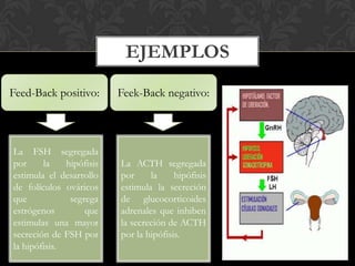 EJEMPLOS
Feed-Back positivo: Feek-Back negativo:
La FSH segregada
por la hipófisis
estimula el desarrollo
de folículos ováricos
que segrega
estrógenos que
estimulas una mayor
secreción de FSH por
la hipófisis.
La ACTH segregada
por la hipófisis
estimula la secreción
de glucocorticoides
adrenales que inhiben
la secreción de ACTH
por la hipófisis.
 