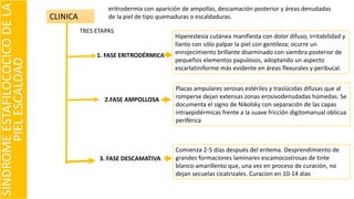 Comienza 2-5 días después del eritema. Desprendimiento de
grandes formaciones laminares escamocostrosas de tinte
blanco-amarillento que, una vez en proceso de curación, no
dejan secuelas cicatrizales. Curacion en 10-14 dias
SINDROMEESTAFILOCOCICODELA
PIELESCALDAD CLINICA
TRES ETAPAS
1. FASE ERITRODÉRMICA
Hiperestesia cutánea manifiesta con dolor difuso, irritabilidad y
llanto con sólo palpar la piel con gentileza; ocurre un
enrojecimiento brillante diseminado con siembra posterior de
pequeños elementos papulosos, adoptando un aspecto
escarlatiniforme más evidente en áreas flexurales y peribucal.
2.FASE AMPOLLOSA
Placas ampulares serosas estériles y traslúcidas difusas que al
romperse dejan extensas zonas erosivodenudadas húmedas. Se
documenta el signo de Nikolsky con separación de las capas
intraepidérmicas frente a la suave fricción digitomanual oblicua
periférica
3. FASE DESCAMATIVA
eritrodermia con aparición de ampollas, descamación posterior y áreas denudadas
de la piel de tipo quemaduras o escaldaduras.
 