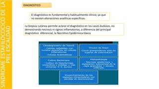 SINDROMEESTAFILOCOCICODELA
PIELESCALDAD
DIAGNOSTICO
El diagnóstico es fundamental y habitualmente clínico, ya que
no existen alteraciones analíticas específicas.
La biopsia cutánea permite aclarar el diagnóstico en los casos dudosos, no
demostrando necrosis ni signos inflamatorios, a diferencia del principal
diagnóstico diferencial, la Necrólisis Epidérmica tóxica
 