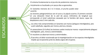 ESCABIOSIS
CLINICA
El síntoma fundamental es el prurito de predominio nocturno.
Inicialmente es localizado y en pocos días se generaliza.
En lactantes menores de 2 ó 3 meses, el prurito puede estar
ausente.
Los sitios más comprometidos en lactantes son manos (pliegues interdigitales), pies
y piel cabelluda, seguidos por tronco, piernas y brazos.
Las lesiones patognomónicas son el surco y la pápula acarina .El primero consiste
en una elevación lineal de la piel de pocos milímetros de longitud que
corresponde al túnel subcórneo excavado por la hembra del ácaro, capaz de
desplazarse unos 5 mm cada día.
El prurito y el dolor ocasionado por la impetiginización en los espacios interdigitales
impide que el paciente junte los dedos (signo del cirujano).
En escolares se observan tronco y extremidades .
En preescolares (2-6 años) las lesiones suelen involucrar manos –especialmente pliegues
interdigitales ,pies, tronco y extremidades.
 