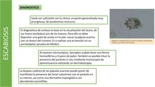 ESCABIOSIS DIAGNOSTICO
Suele ser suficiente con la clínica: erupción generalizada muy
pruriginosa, de predominio nocturno .
El diagnóstico de certeza se basa en la visualización del ácaro, de
sus heces (escíbalos) y/o de los huevos. Para ello se debe
depositar una gota de aceite en la piel, rascar la pápula acarina
con un bisturí del número 15 y realizar una ex tensión en un
portaobjetos (prueba de Müller).
Al examen microscópico, Sarcoptes scabiei tiene una forma
hemiesférica y 4 pares de patas .También es posible intuir la
presencia del parásito in situ mediante microscopía de
epilumiscencia utilizando un dermatoscopio.
La biopsia cutánea de las pápulas acarinas puede poner de
manifiesto la presencia del túnel subcórneo con el parásito en
su interior, así como una dermatitis espongiótica con
abundantes eosinófilos.
 