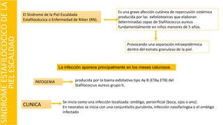 SINDROMEESTAFILOCOCICODELA
PIELESCALDAD
Provocando una separación intraepidérmica
dentro del estrato granuloso de la piel.
El Síndrome de la Piel Escaldada
Estafilocóccica o Enfermedad de Ritter (RN).
Es una grave afección cutánea de repercusión sistémica
producida por las exfoliotoxinas que elaboran
determinadas cepas de Stafilococcus aureus
fundamentalmente en niños menores de 5 años.
PATOGENIA producida por la toxina exfoliativa tipo Ay B (ETAy ETB) del
Stafilococcus aureus grupo II,
La infección aparece principalmente en los meses calurosos.
Se inicia como una infección localizada: ombligo, periorificial (boca, ojos o ano).
En neonatos se inicia con una conjuntivitis purulenta, infección nasofaríngea o el ombligo
infectado
CLINICA
 