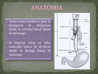  Actúa como conducto para el
transporte de alimentos
desde la cavidad bucal hasta
el estómago.
 Se dispone como un tubo
muscular hueco de 18-26cm
desde la faringe hasta el
estomago
 