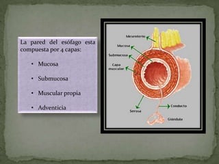 La pared del esófago esta
compuesta por 4 capas:
• Mucosa
• Submucosa
• Muscular propia
• Adventicia
 