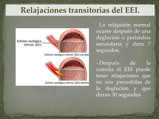 Relajaciones transitorias del EEI.
- La relajación normal
ocurre después de una
deglución o peristalsis
secundaria y dura 7
segundos.
- Después de la
comida el EEI puede
tener relajaciones que
no son precedidas de
la deglución y que
duran 30 segundos.
 