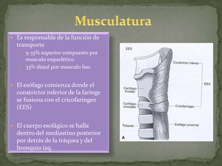  Es responsable de la función de
transporte
 5-33% superior compuesto por
musculo esquelético
 33% distal por musculo liso
 El esófago comienza donde el
constrictor inferior de la faringe
se fusiona con el cricofaríngeo
(EES)
 El cuerpo esofágico se halla
dentro del mediastino posterior
por detrás de la tráquea y del
bronquio izq.
 