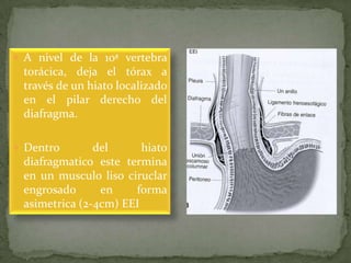  A nivel de la 10ª vertebra
torácica, deja el tórax a
través de un hiato localizado
en el pilar derecho del
diafragma.
 Dentro del hiato
diafragmatico este termina
en un musculo liso ciruclar
engrosado en forma
asimetrica (2-4cm) EEI
 