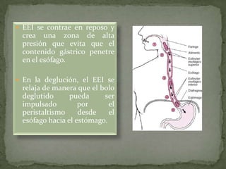  EEI se contrae en reposo y
crea una zona de alta
presión que evita que el
contenido gástrico penetre
en el esófago.
 En la deglución, el EEI se
relaja de manera que el bolo
deglutido pueda ser
impulsado por el
peristaltismo desde el
esófago hacia el estómago.
 