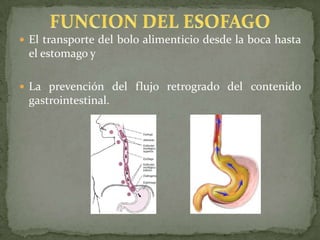 El transporte del bolo alimenticio desde la boca hasta
el estomago y
 La prevención del flujo retrogrado del contenido
gastrointestinal.
 