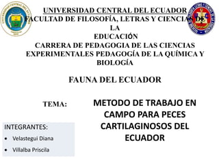 UNIVERSIDAD CENTRAL DEL ECUADOR
FACULTAD DE FILOSOFÍA, LETRAS Y CIENCIAS DE
LA
EDUCACIÓN
CARRERA DE PEDAGOGIA DE LAS CIENCIAS
EXPERIMENTALES PEDAGOGÍA DE LA QUÍMICA Y
BIOLOGÍA
FAUNA DEL ECUADOR
INTEGRANTES:
 Velastegui Diana
 Villalba Priscila
METODO DE TRABAJO EN
CAMPO PARA PECES
CARTILAGINOSOS DEL
ECUADOR
TEMA:
 