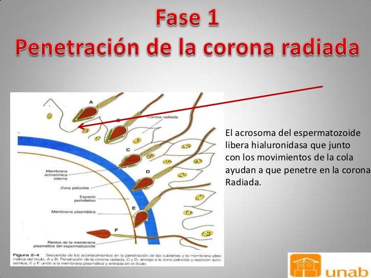 fecundacion
