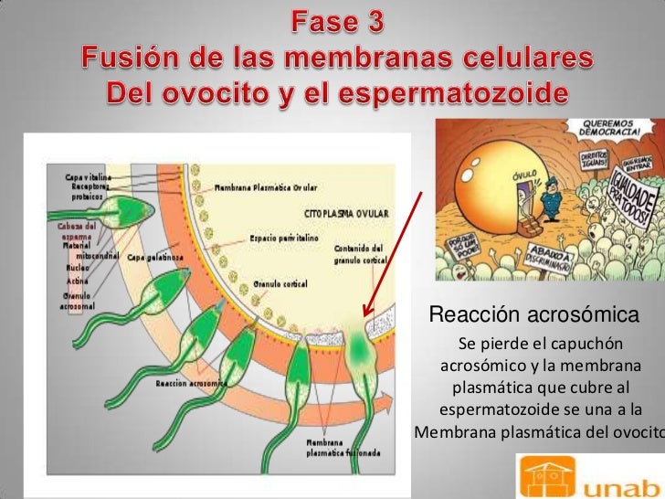 fecundacion