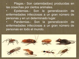 •     Plagas.- Son calamidad(es) producidas   en
las cosechas por ciertos animales.
•     Epidemias.- Son la generalización       de
enfermedades infecciosas a un gran número     de
personas y en un determinado lugar.
•     Pandemias.- Son la generalización       de
enfermedades infecciosas a un gran número     de
personas en todo el mundo.
 