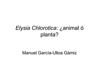 Elysia Chlorotica: ¿animal ó
          planta?


  Manuel García-Ulloa Gámiz
 