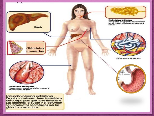 El foro la operación el cáncer de mama