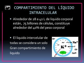 LIQUIDO INTERTICIAL Y EDEMA - Oscar Daniel Arango I | PPT