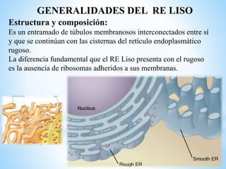 Retículo Endoplasmático Liso | PPTX