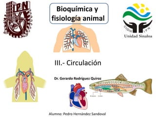 Bioquímica y
fisiología animal
Alumno: Pedro Hernández Sandoval
Dr. Gerardo Rodríguez Quiroz
III.- Circulación
 