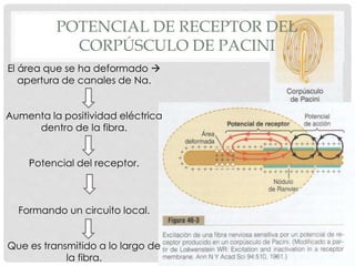 Expo fisio neuro | PPT