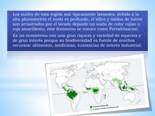 *Los suelos de esta región son típicamente latosoles, debido a la 
alta pluviometría el suelo es profundo, el sílice y óxidos de hierro 
son arrastrados por el lavado dejando un suelo de color rojizo u 
rojo amarillento, este fenómeno se conoce como Ferralitizacion. 
*Es un ecosistema con una gran riqueza y variedad de especies y 
de gran interés porque su biodiversidad es fuente de muchos 
recursos: alimentos, medicinas, sustancias de interés industrial. 
 