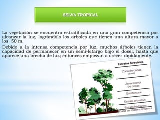 La vegetación se encuentra estratificada en una gran competencia por 
alcanzar la luz, lográndolo los arboles que tienen una altura mayor a 
los 50 m. 
Debido a la intensa competencia por luz, muchos árboles tienen la 
capacidad de permanecer en un semi-letargo bajo el dosel, hasta que 
aparece una brecha de luz; entonces empiezan a crecer rápidamente. 
 